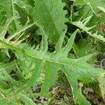 Cirsium rivulare Yaprak