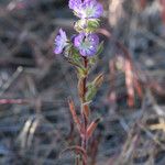 Phacelia linearis 整株植物