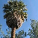 Washingtonia filifera Хабит