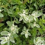 Euphorbia marginata Blatt