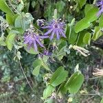 Passiflora subrotunda Λουλούδι