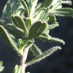 Lithodora hispidula Leaf