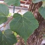 Tilia mongolica Feuille