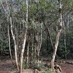 Laurus novocanariensis Хабит