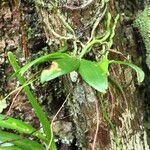 Angraecum rhynchoglossum List