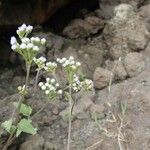 Ageratum conyzoides Хабит