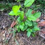 Malus coronaria List