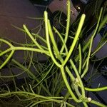 Euphorbia tirucalli Blatt