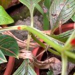 Chrysothemis pulchella Kabuk