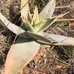 Aloe striata Folio