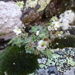 Draba dubia Hábito