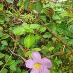Dissotis rotundifolia Лист