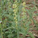 Ambrosia psilostachya Habit