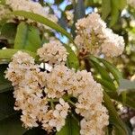 Photinia serratifolia Blüte