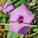 Ipomoea cordatotriloba Flower