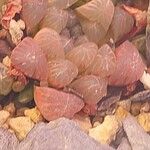 Haworthia cooperi Blatt
