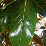 Magnolia grandiflora Foglia