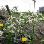Symphyotrichum pilosum その他の提案