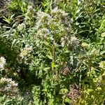 Pycnanthemum verticillatum Habit