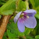 Veronica abyssinica Flor