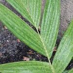 Pinanga coronata Leaf