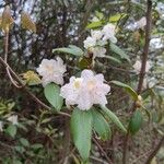 Rhododendron minus Flor