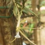 Angraecum angustum Flower