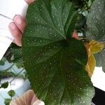 Begonia aconitifolia Blad