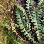 Asplenium ceterachΦύλλο