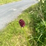 Sanguisorba officinalis Flower