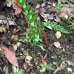 Polypodium californicum Hábito