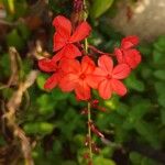 Plumbago indica Flor