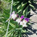 Iris × germanica Květ