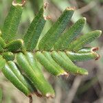 Hemionitis dura Leaf