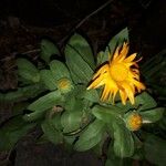 Calendula officinalis 花