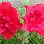 Rhododendron alabamense Цвят