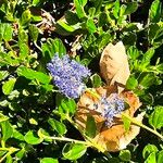 Ceanothus arboreus Кветка