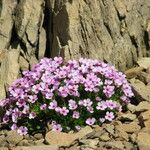 Androsace ciliata Habit