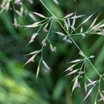 Calamagrostis varia Bloem