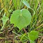 Abutilon grandiflorum Levél