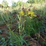 Hypericum annulatum Habitus