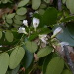 Dalbergia glabra Çiçek
