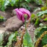 Papaver somniferumফুল