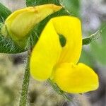 Lotus parviflorus 花