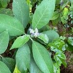 Solanum mauritianumFlower