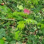 Calliandra surinamensis Feuille