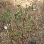 Gossypium barbadense Habit