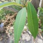 Plumeria alba Leaf