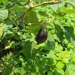 Solanum melongena Frucht