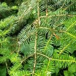 Abies cephalonica Folha